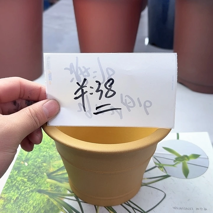 紫砂222222222222222