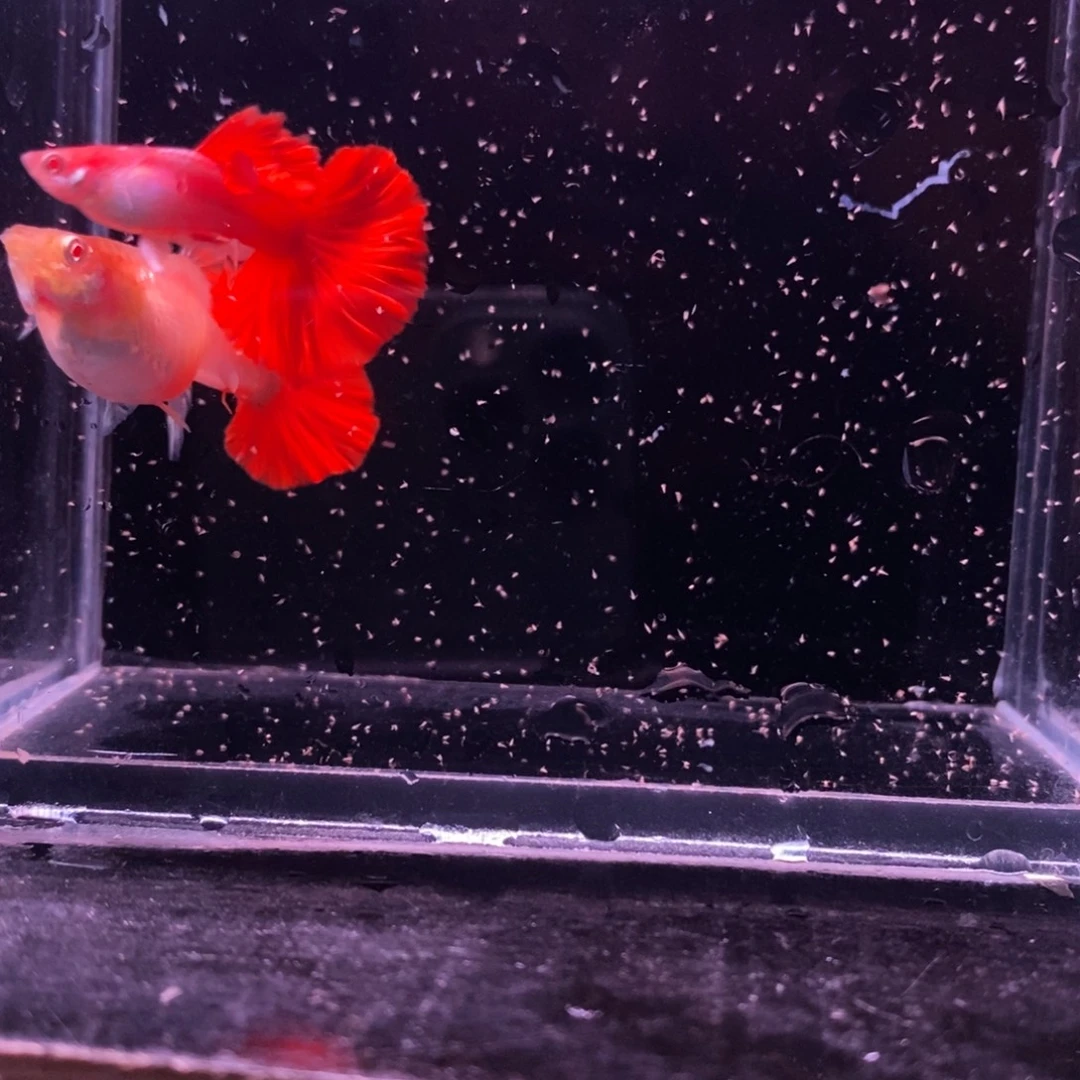 孔雀鱼菊花帆一对