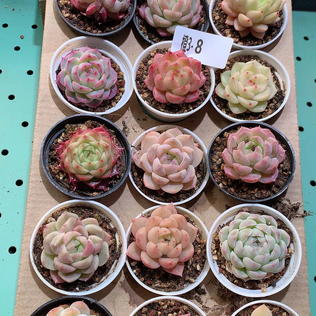 3-8一物一拍带盆18颗