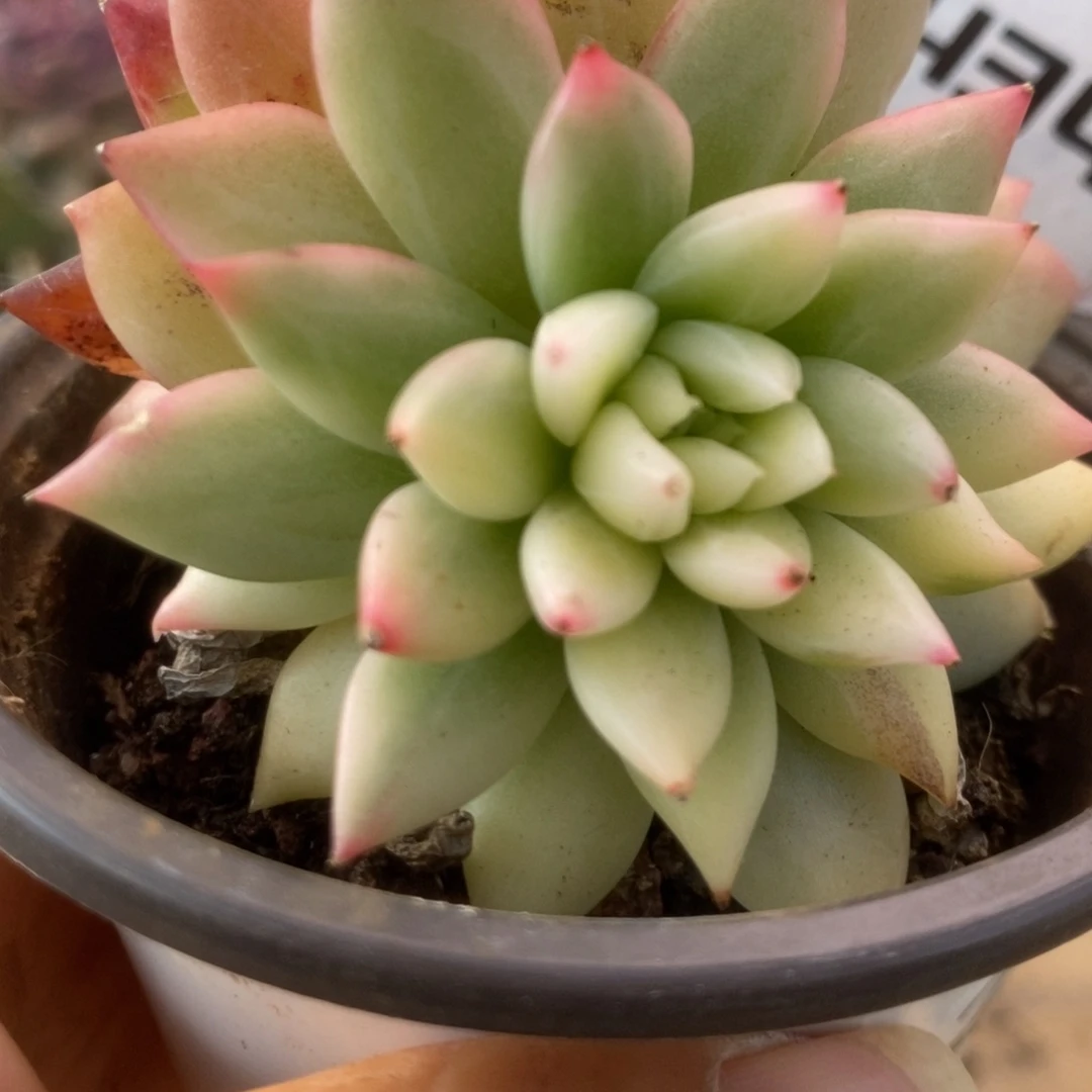 434美人杂锦锦锦锦锦