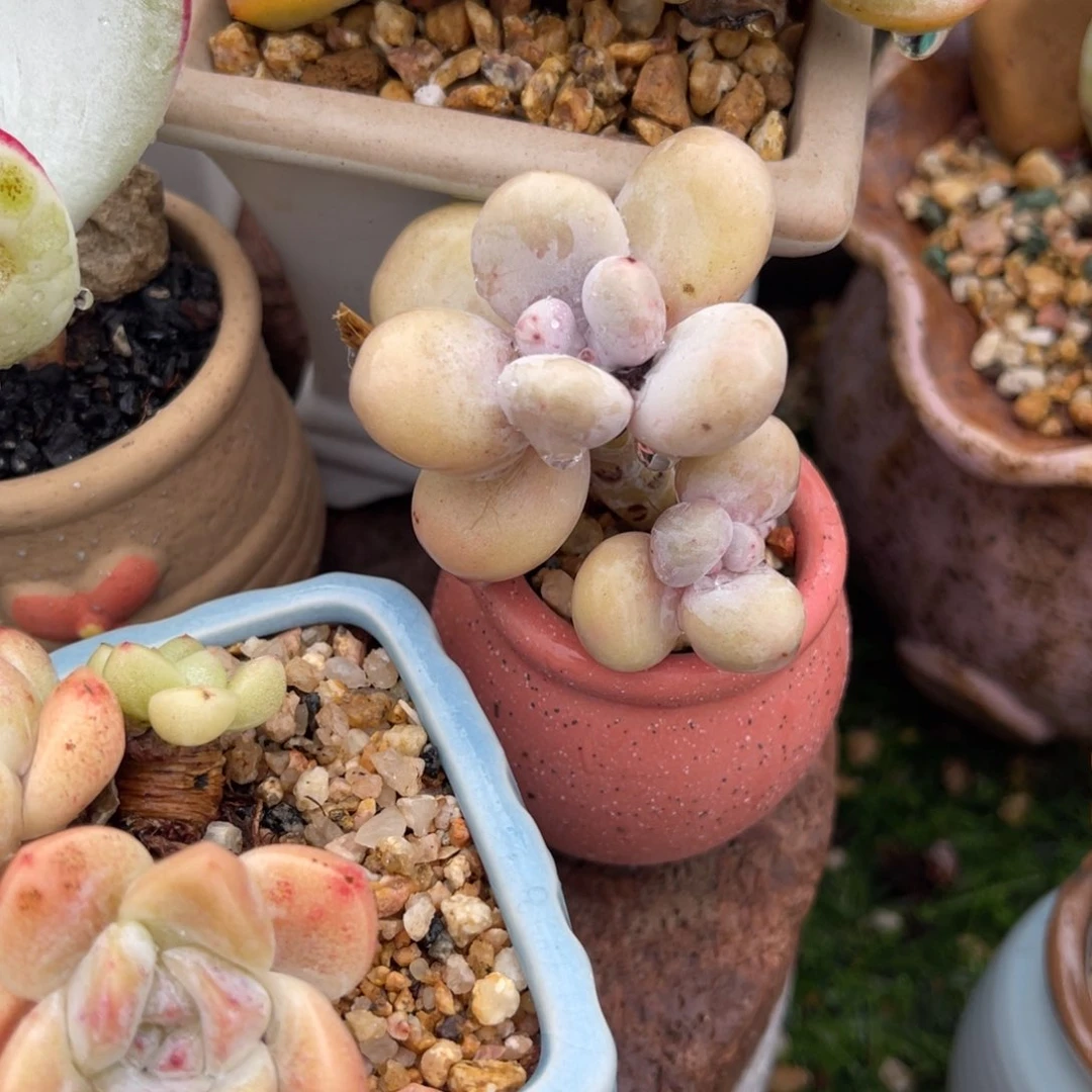 多肉植物一物一拍