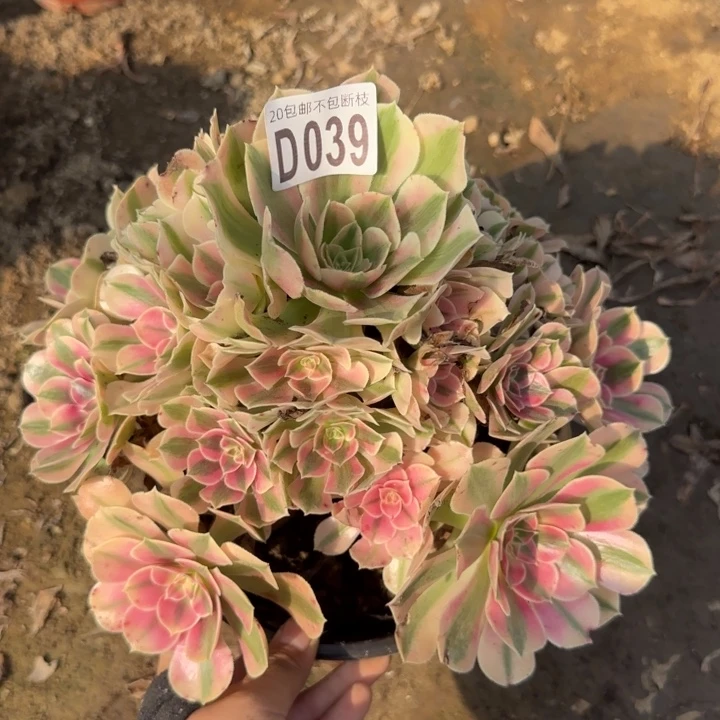 女巫……多肉植物……