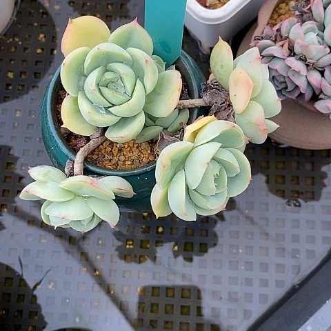 夜**兰1279多肉植物老桩