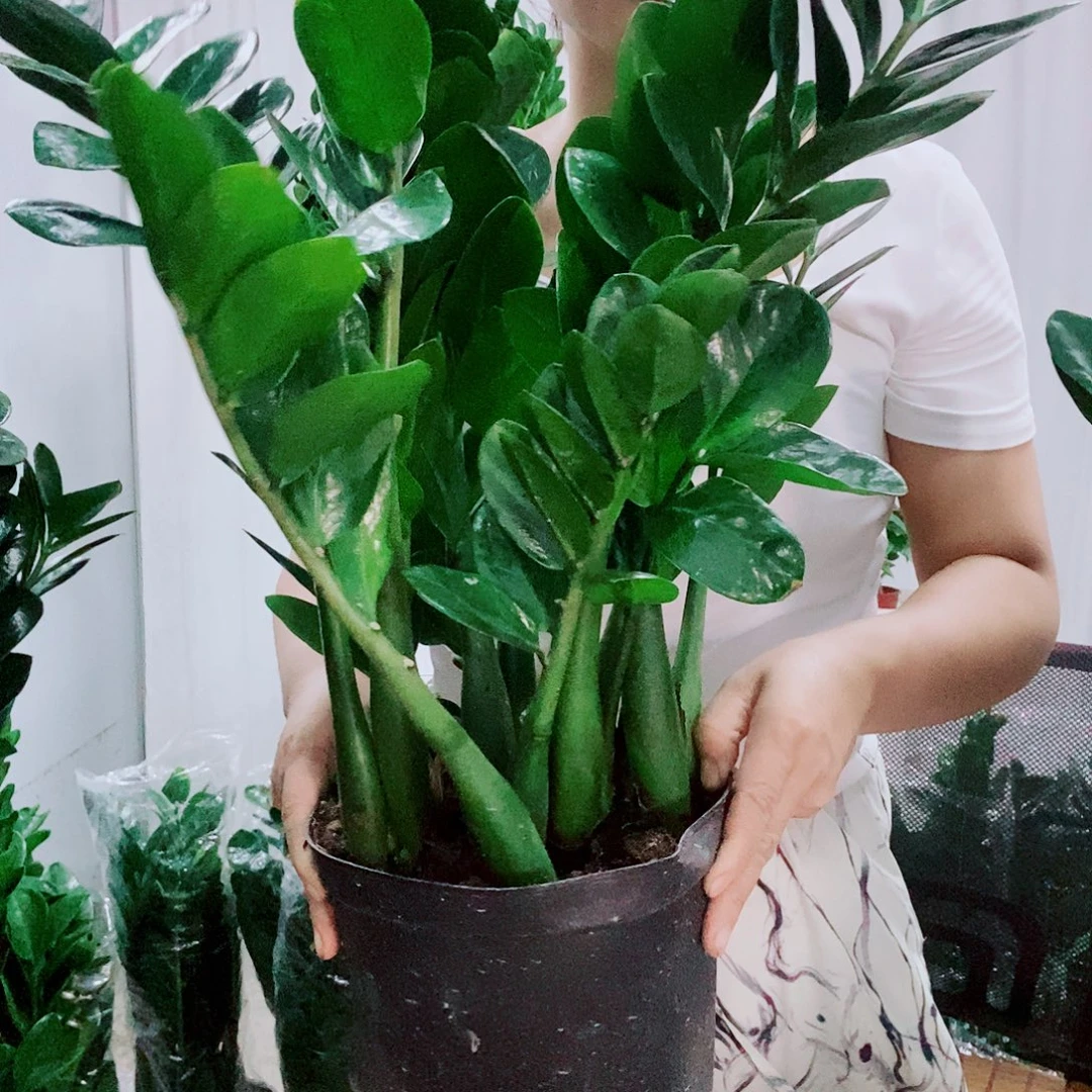 用***生当前无花栽培后可以开花21规格