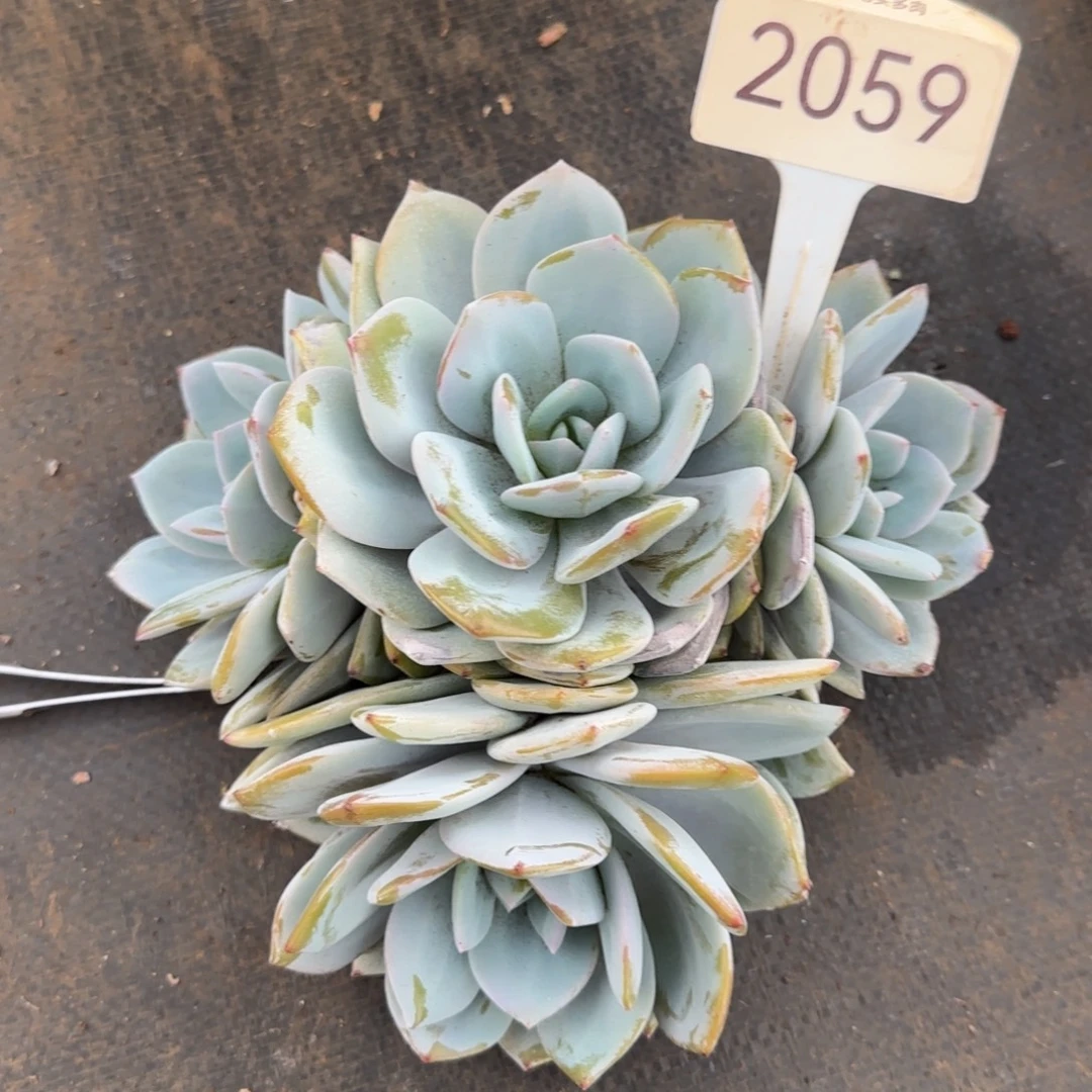 维***素2059。          奶茶四头
