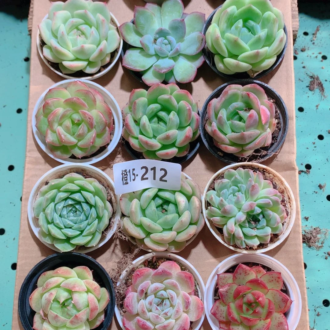 15-212一物一拍多肉带盆18颗