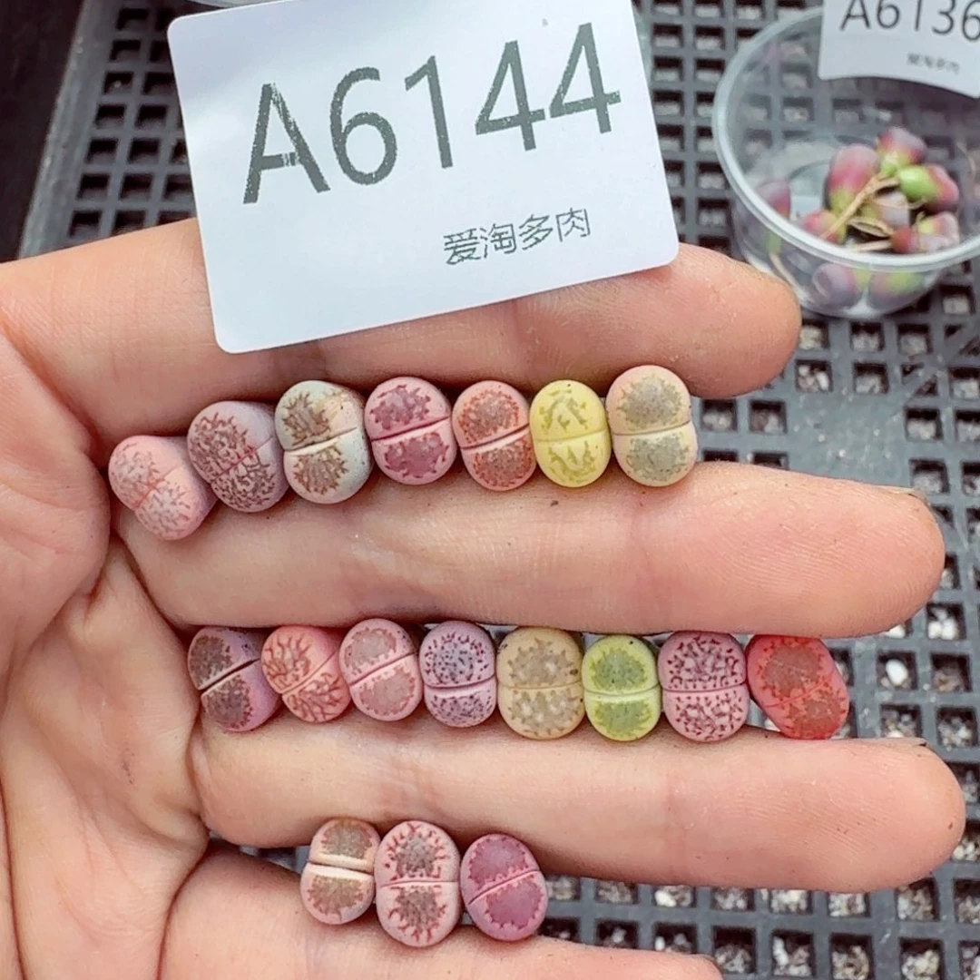 6144—生石花 生石花
