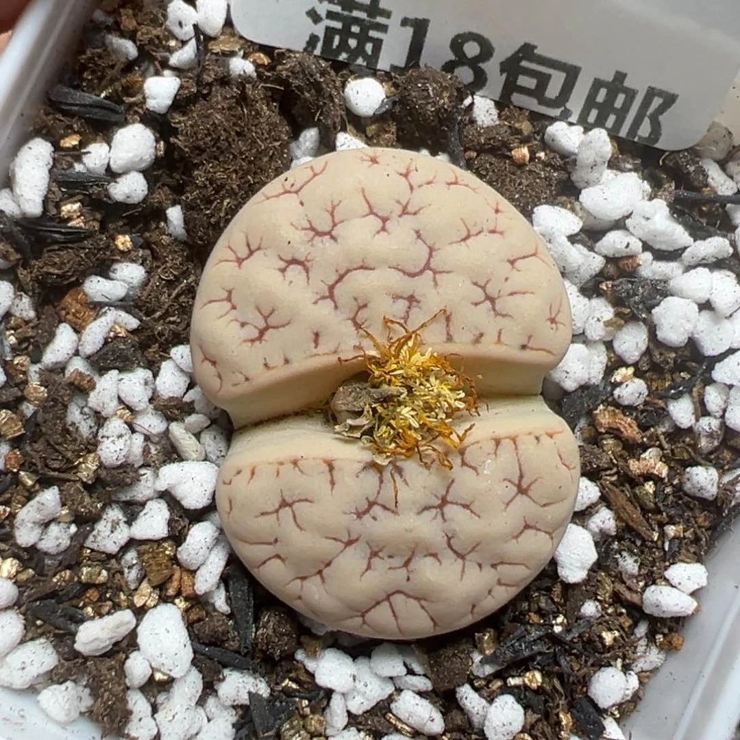 【闪购商品】205……