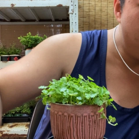 红陶一物一拍所见即所得17