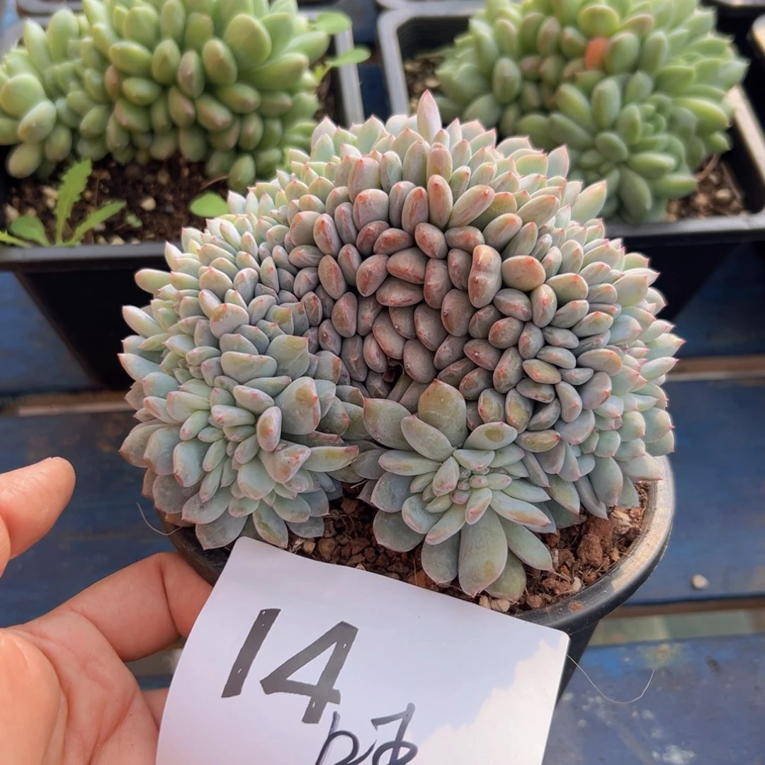 哇*?14）是个好的吧v从v家