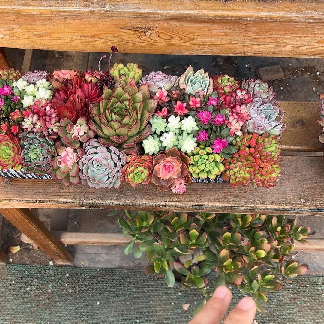 经典大长条多肉组合花园多肉