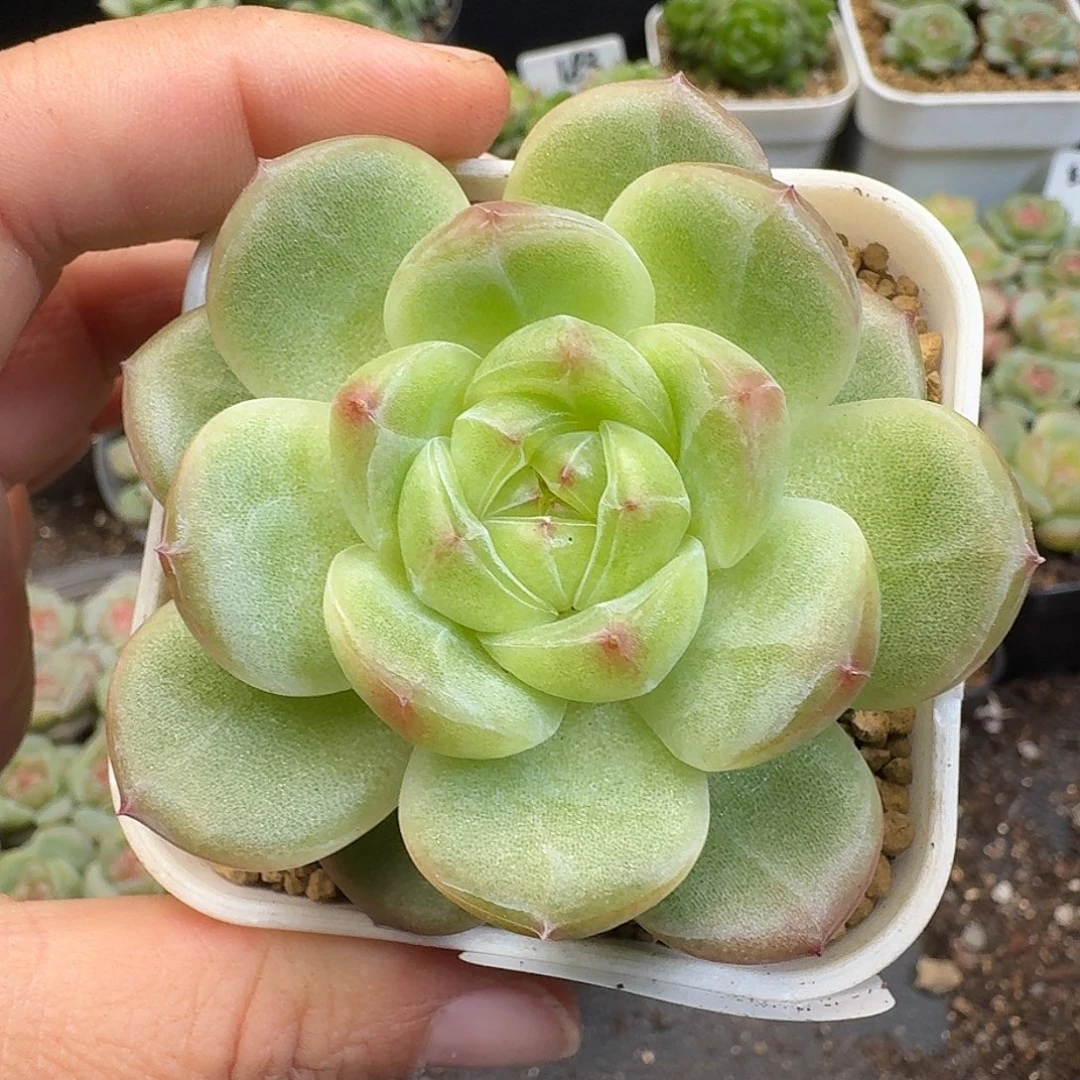 一物一拍一物一拍918-372