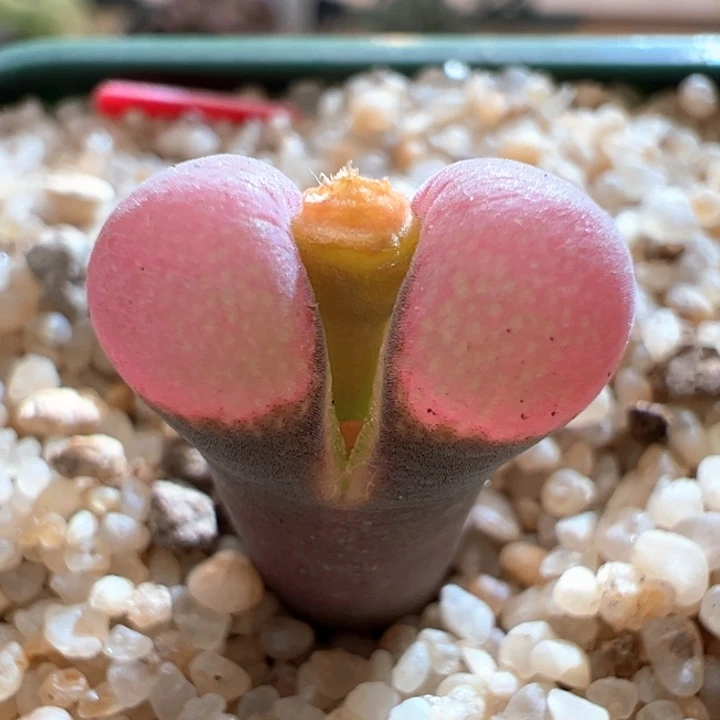 470。青蛙3年pv1089鲑鱼粉。 8.5折后价