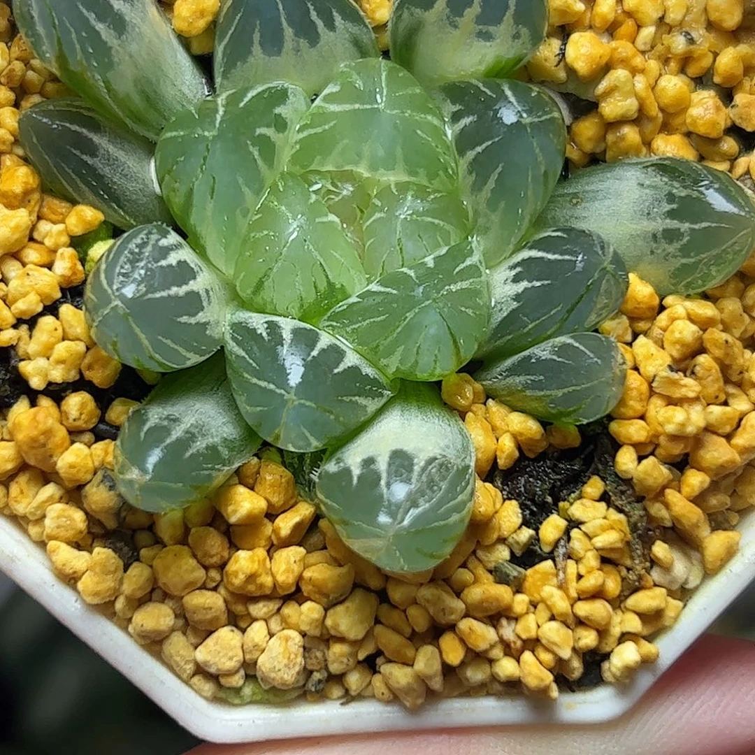 糊斑变异十二卷十二卷