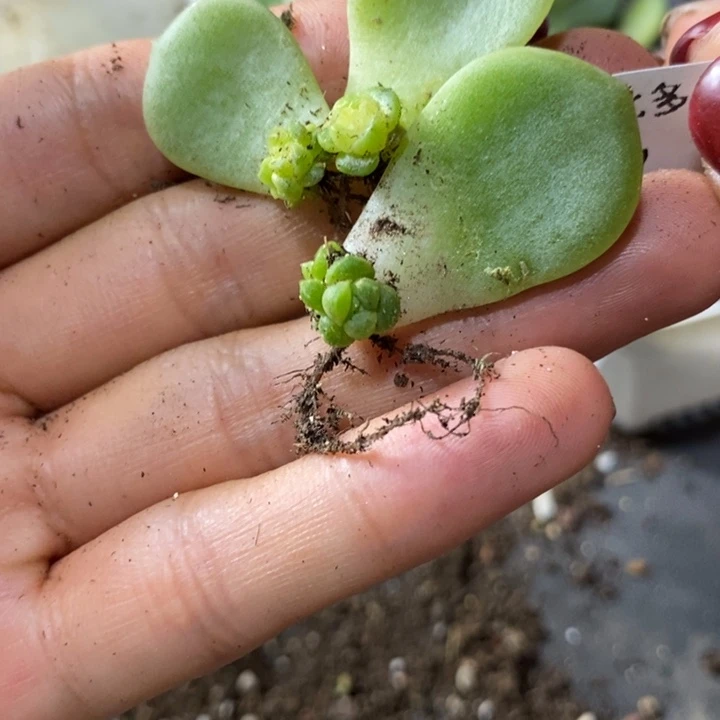 标签247芽苗一个多肉