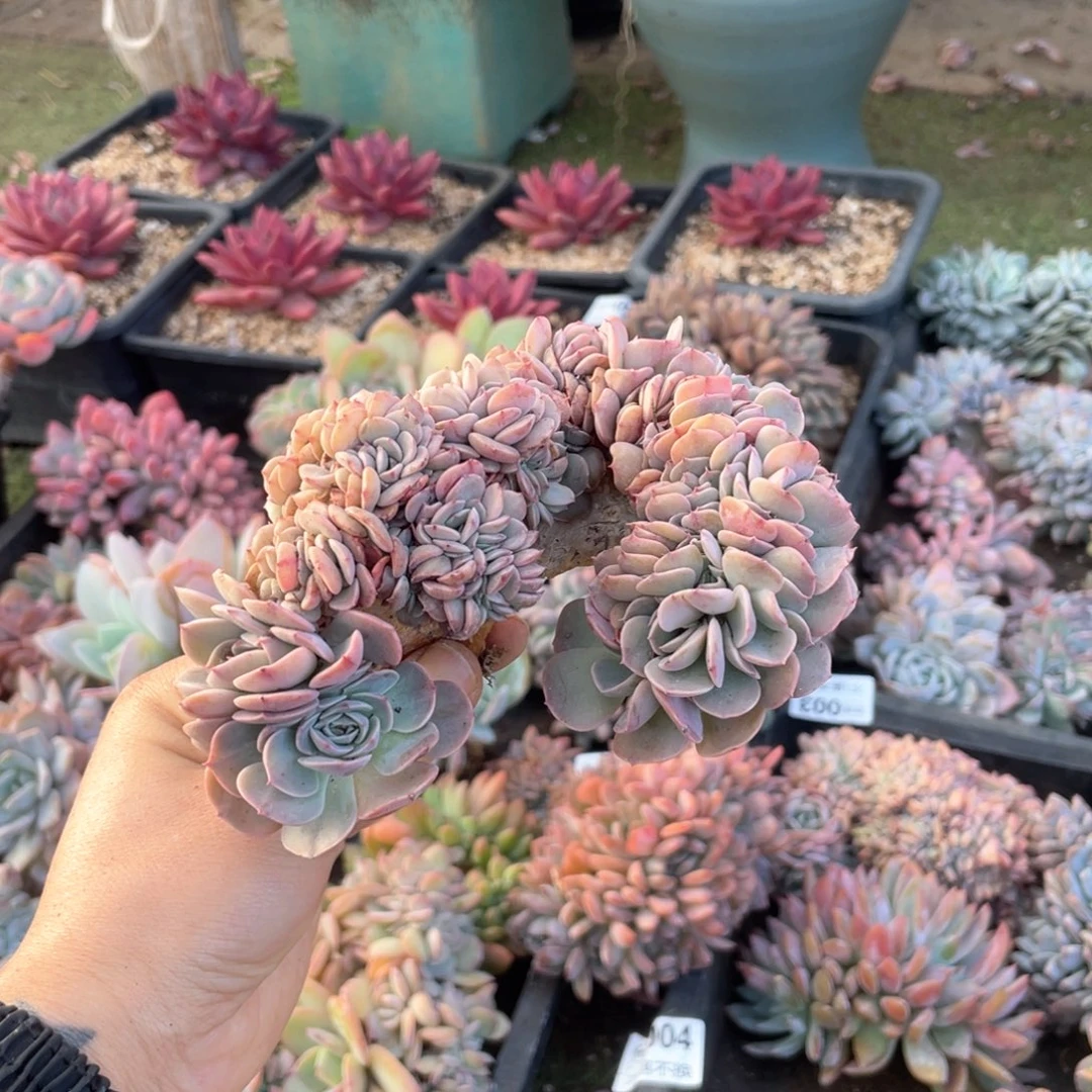 【闪购商品】当前无花栽培后可以开花天赐缀