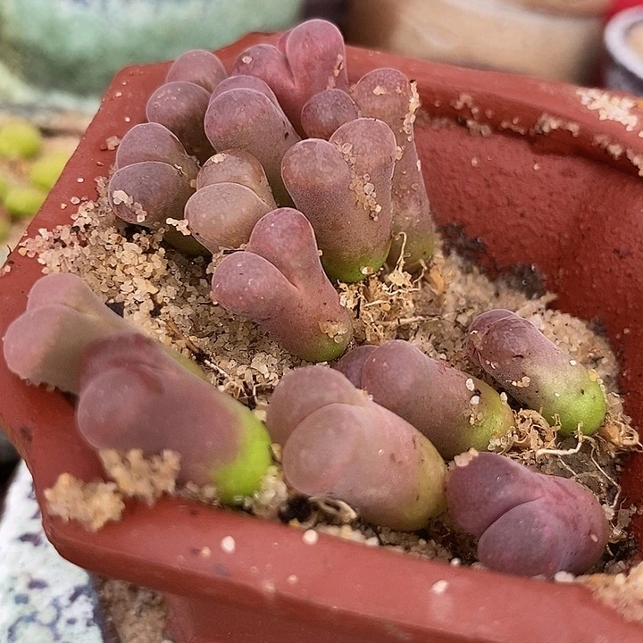 2512鲑鱼粉杂c10一颗