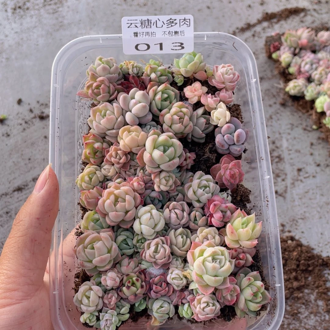 云糖心多肉植物13