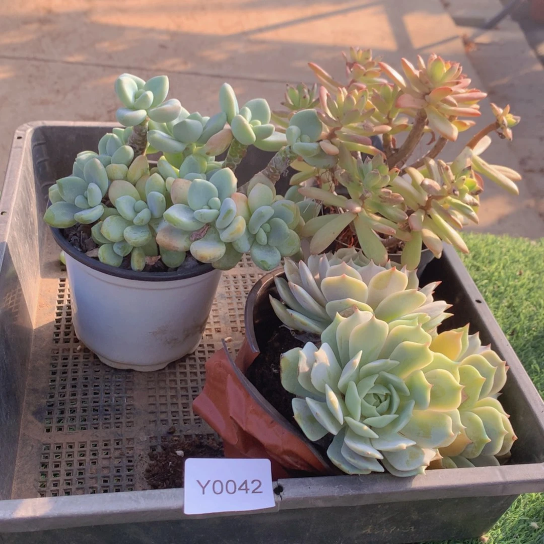 多肉植物框拍包邮42