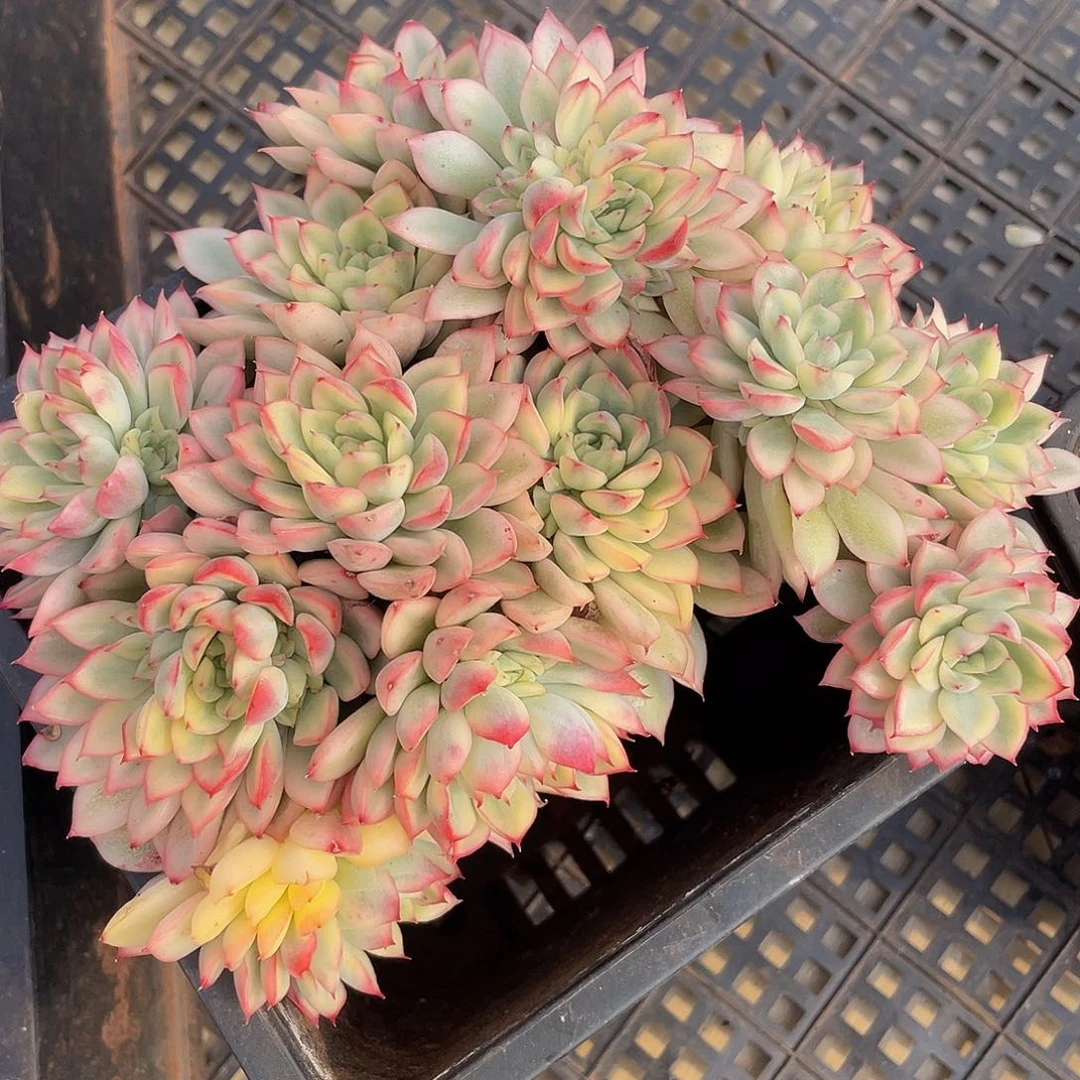 女雏锦多肉多肉多肉