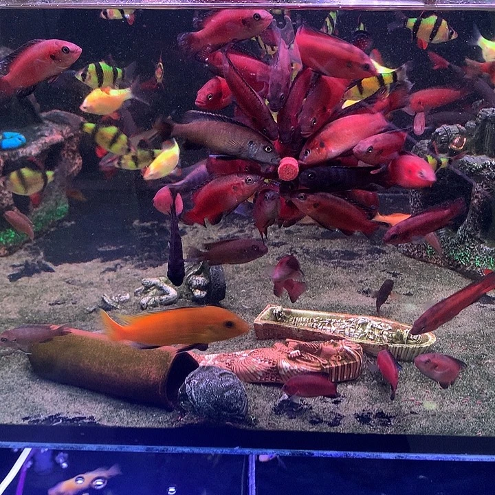 随***6慈鲷鱼直播图卡标注2公2母