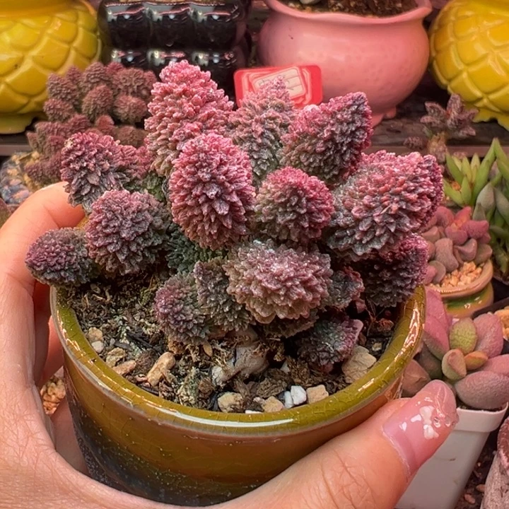 玫***花吉祥如意等名家作品在