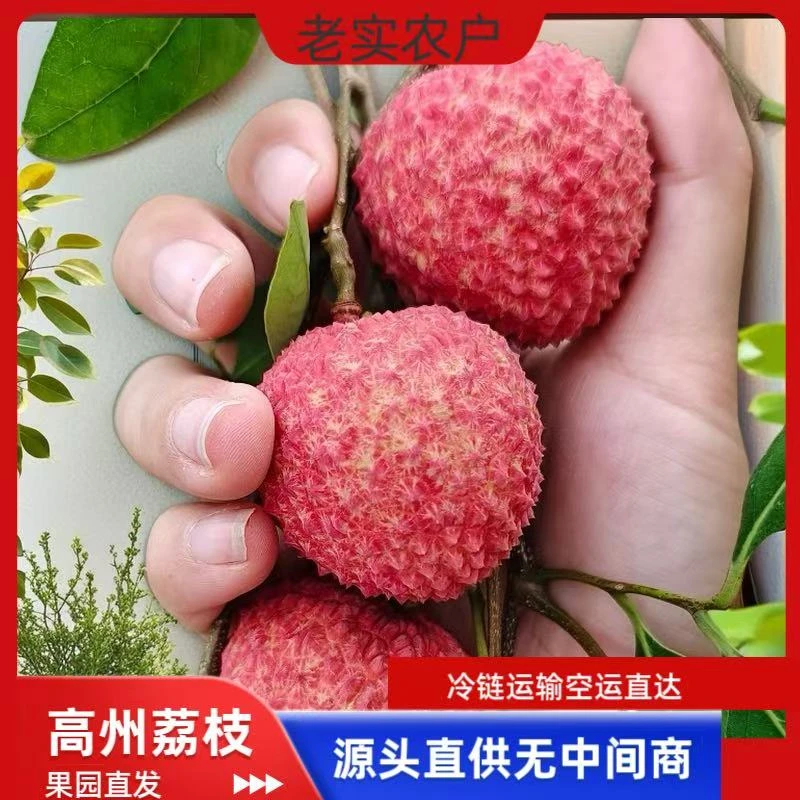 （广东外专拍）高州荔枝新鲜当季桂味荔枝白糖罂妃子笑荔枝现摘现发