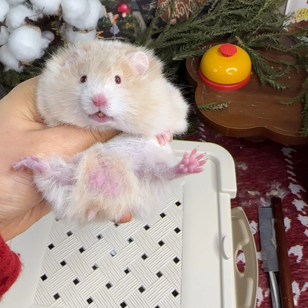 肉桂波弟弟12.02生日