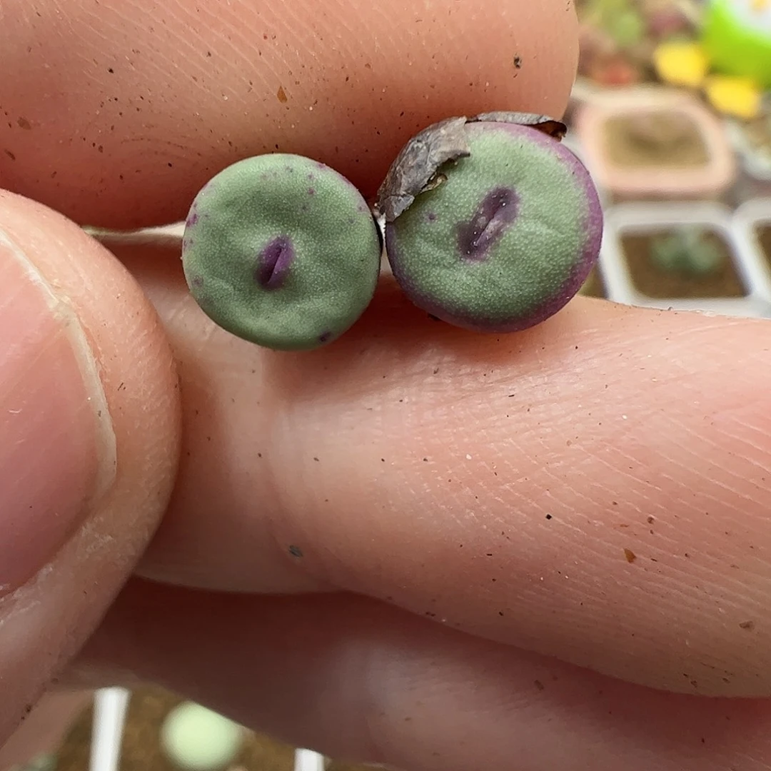 【闪购商品】326 Ts427