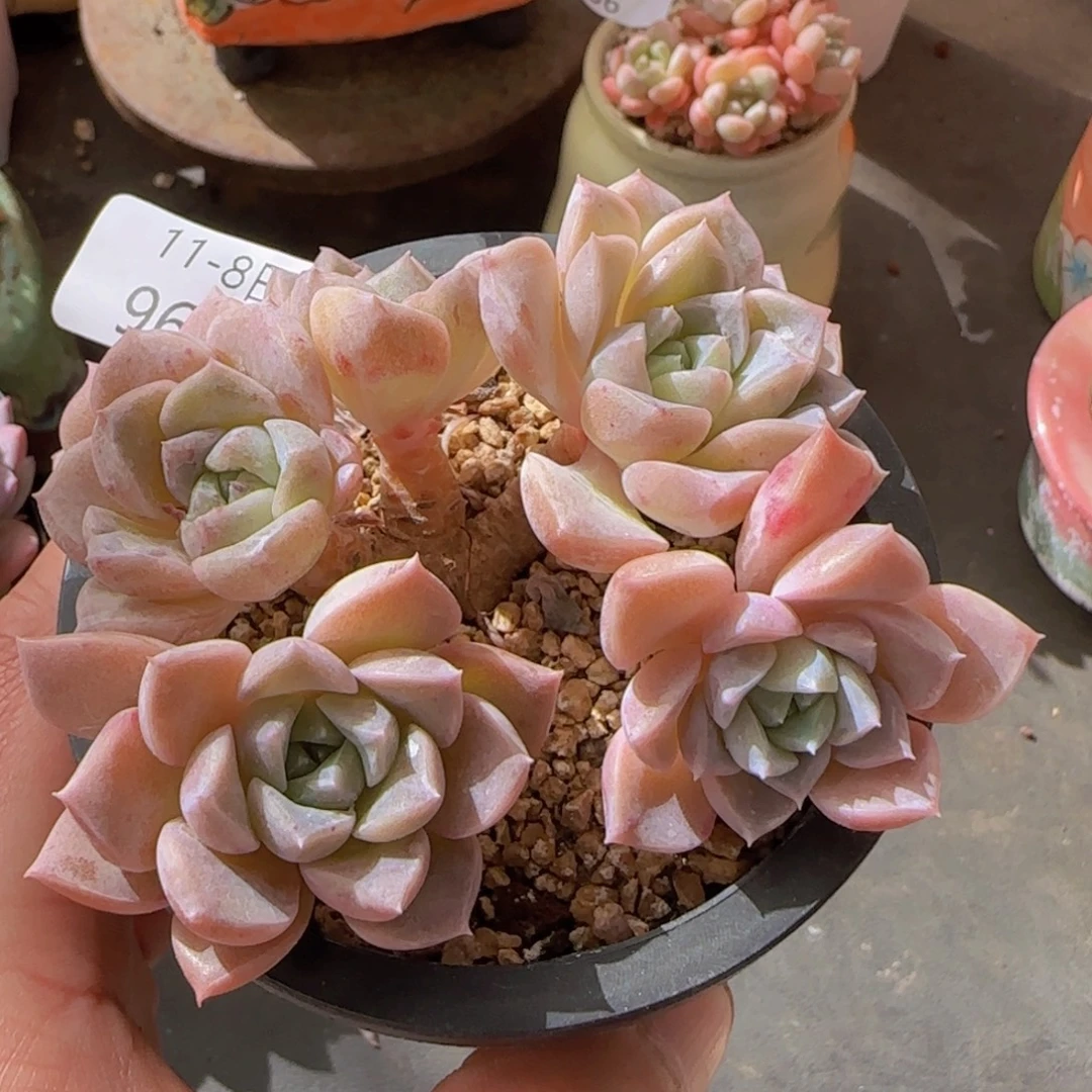 意乱情迷五头老桩一颗