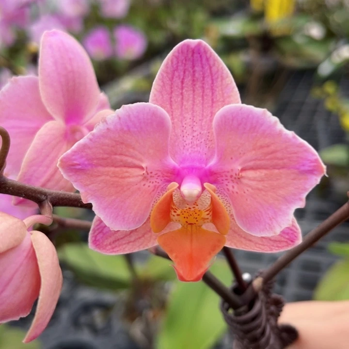 少量花朵（建议范围：2朵-5朵 或40%以下）