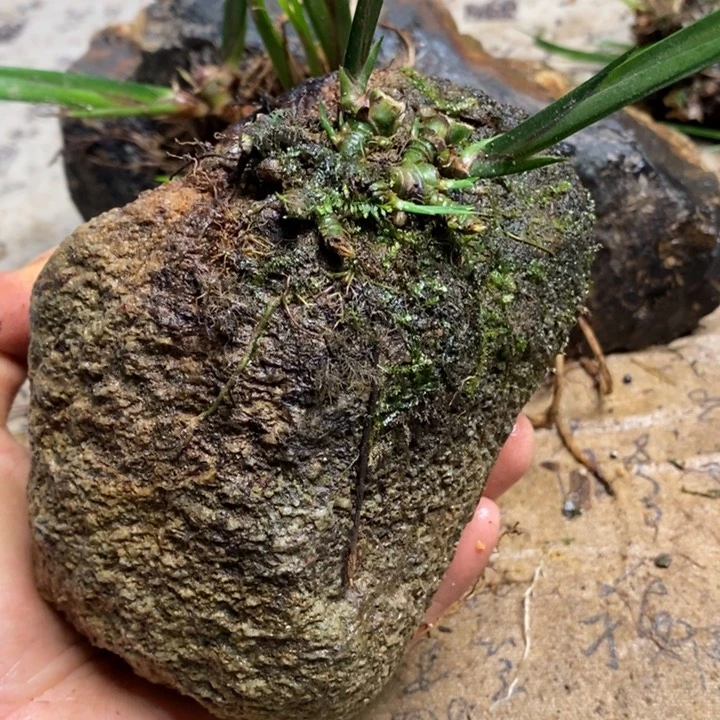 ?****?菖蒲这就是所谓最真实