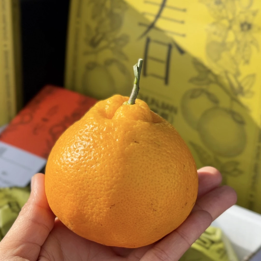 四川春见耙耙柑 500g