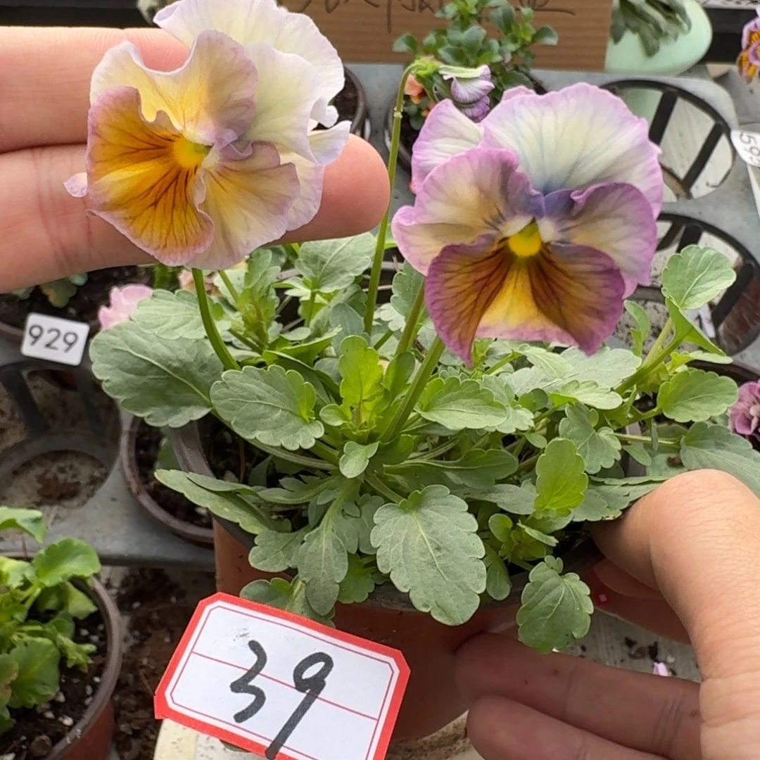 大部分花苞少量开放39