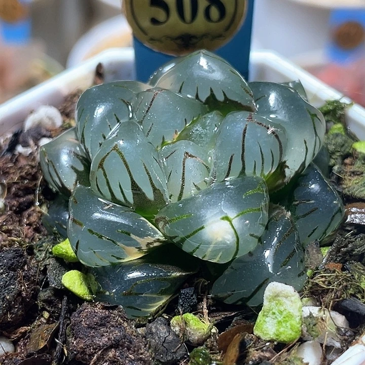 508皓月玉露锦特选福利