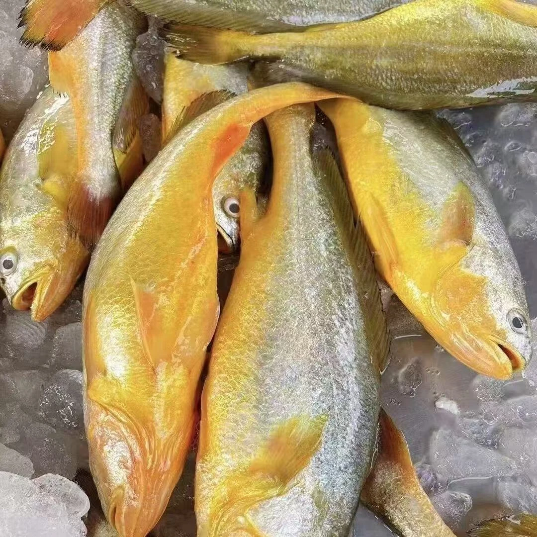海浦新鲜大黄鱼500克/一条5条顺丰包邮