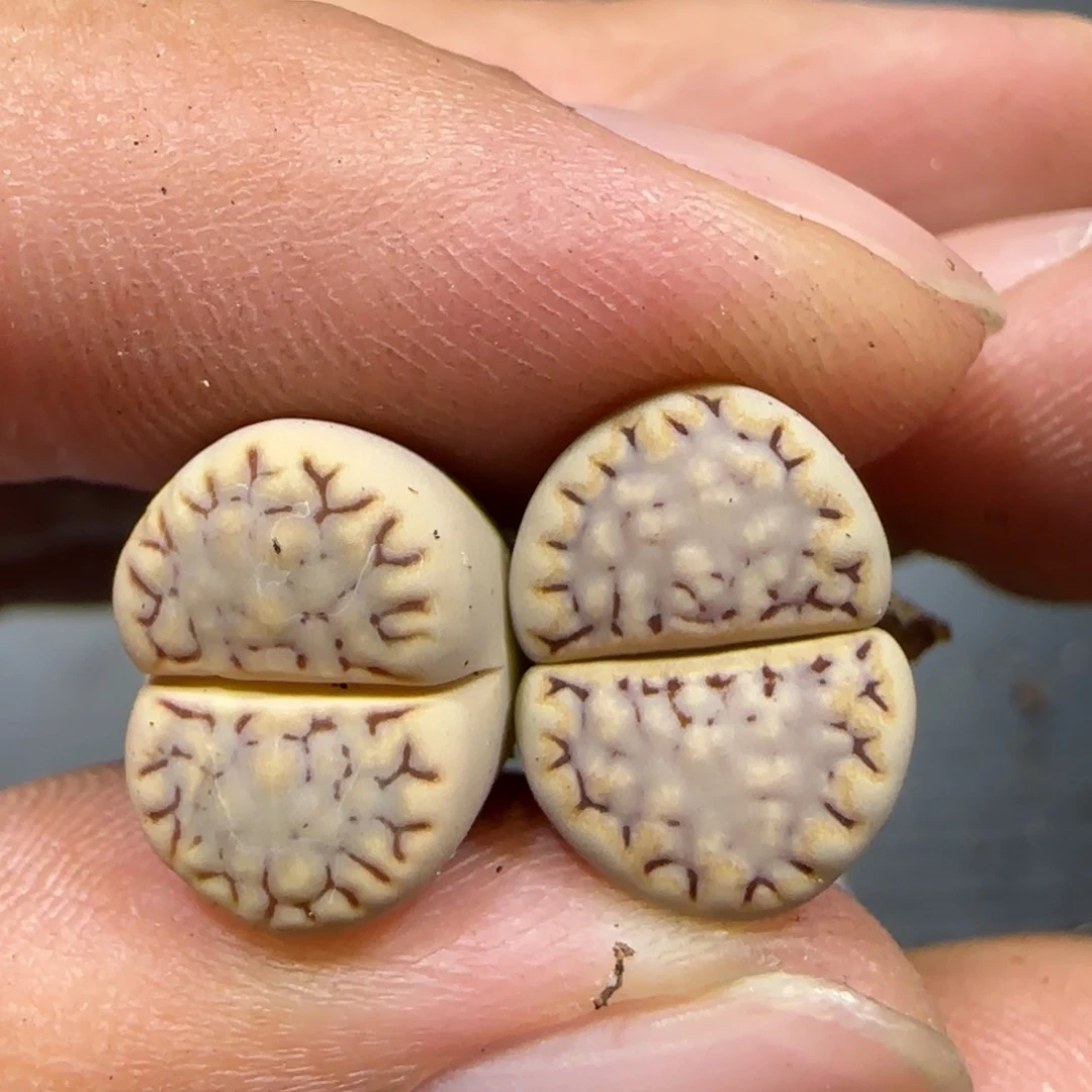 5.31。。糖霜x2。。2031