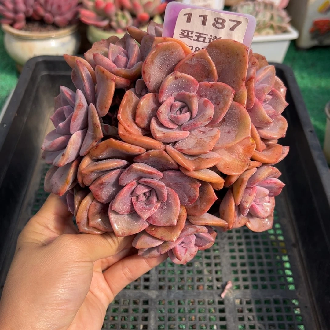 表妹精品多肉植物1187.