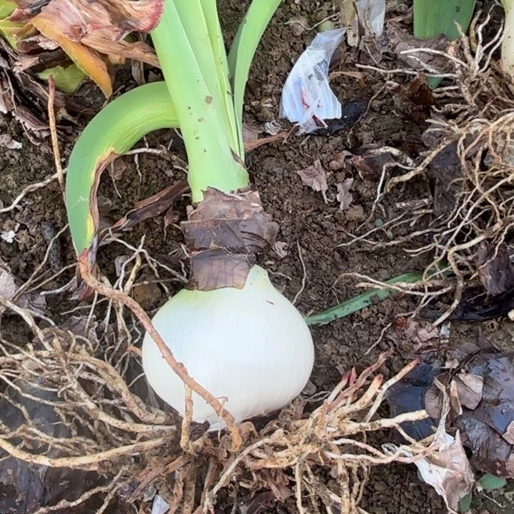 无花朵爱****子飞龙包对版7053