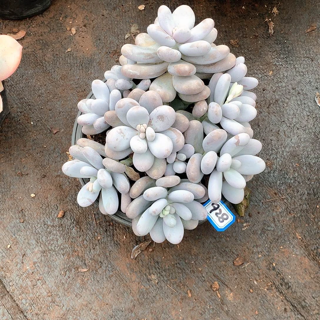 928 鸡蛋美人一物一拍多肉