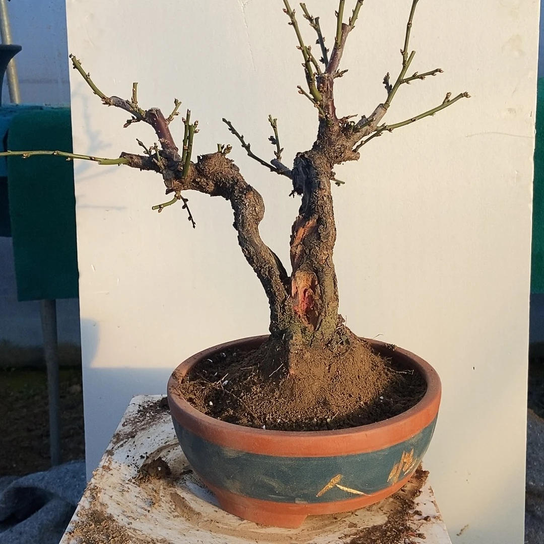 枫***涛全部花苞野梅嫁接绿梅