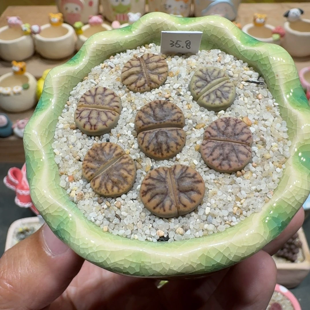 蘑菇1121线折榴多肉植物