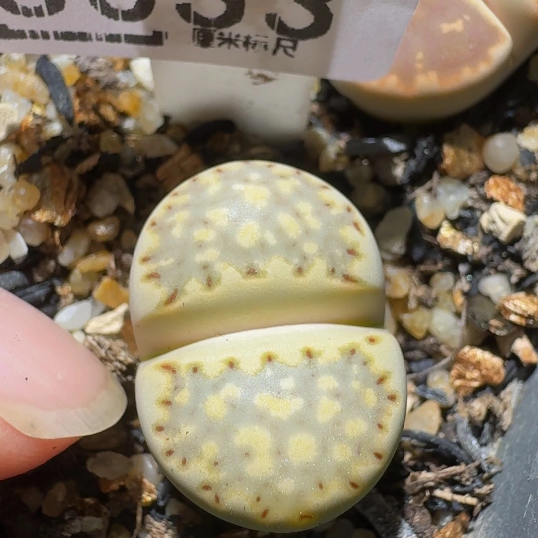 绝绝绝子生石花3033