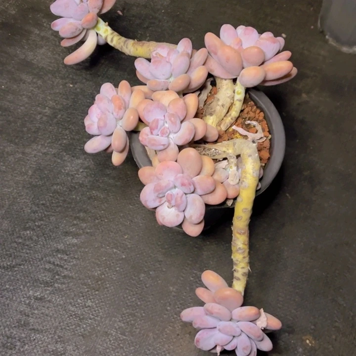 雪****?特价福利悬崖造型橙美人