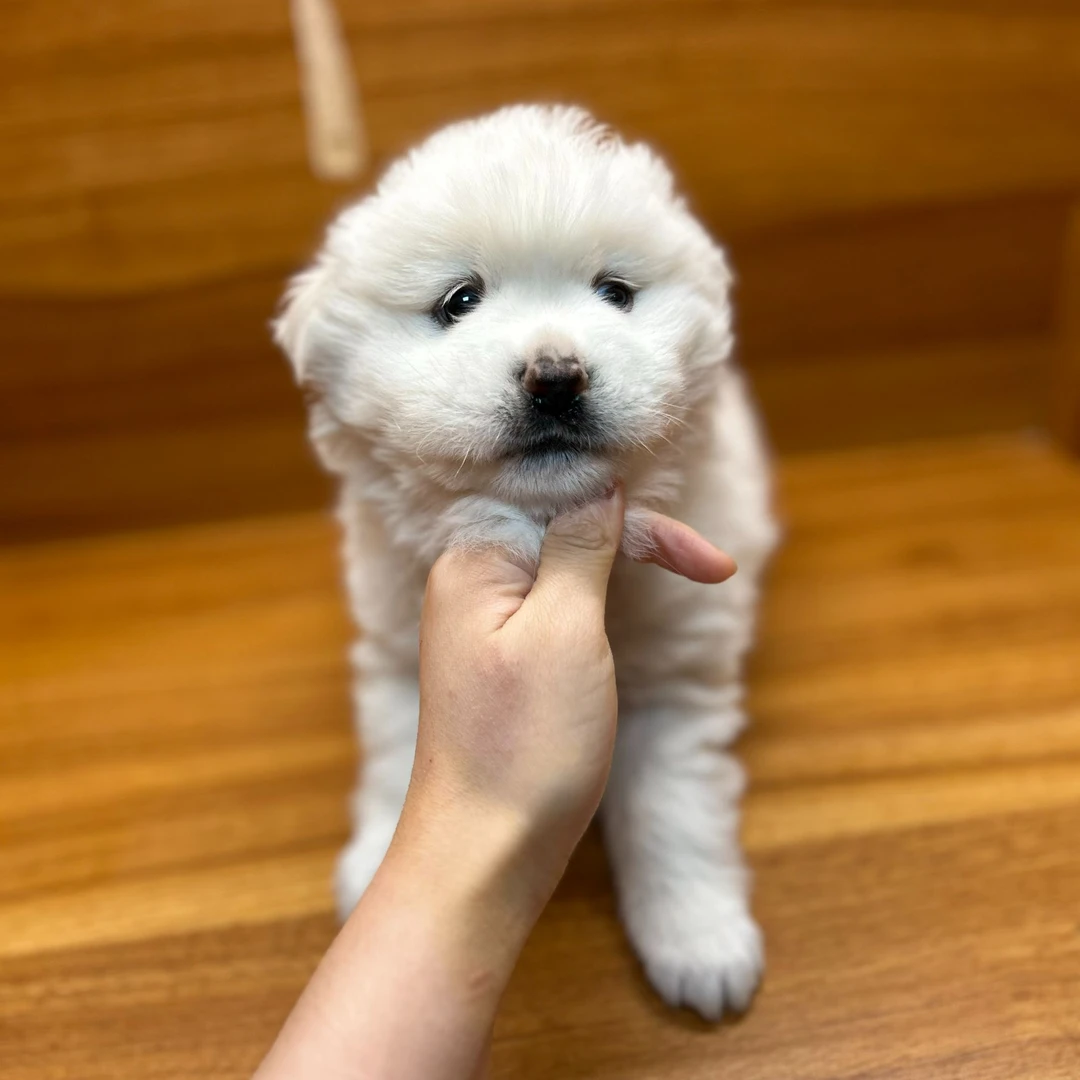 特价福利款狗狗专拍链接