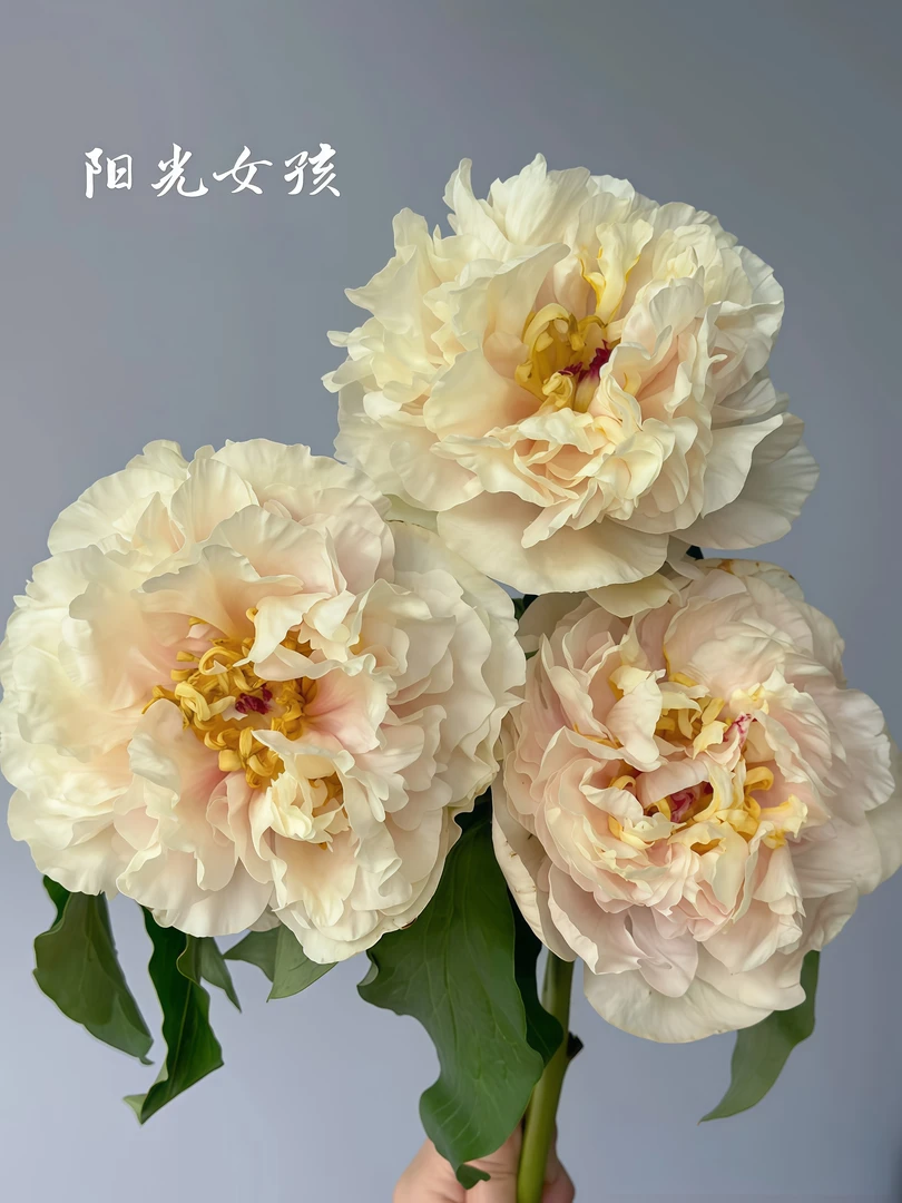 荷兰进口芍药阳光女孩一年苗