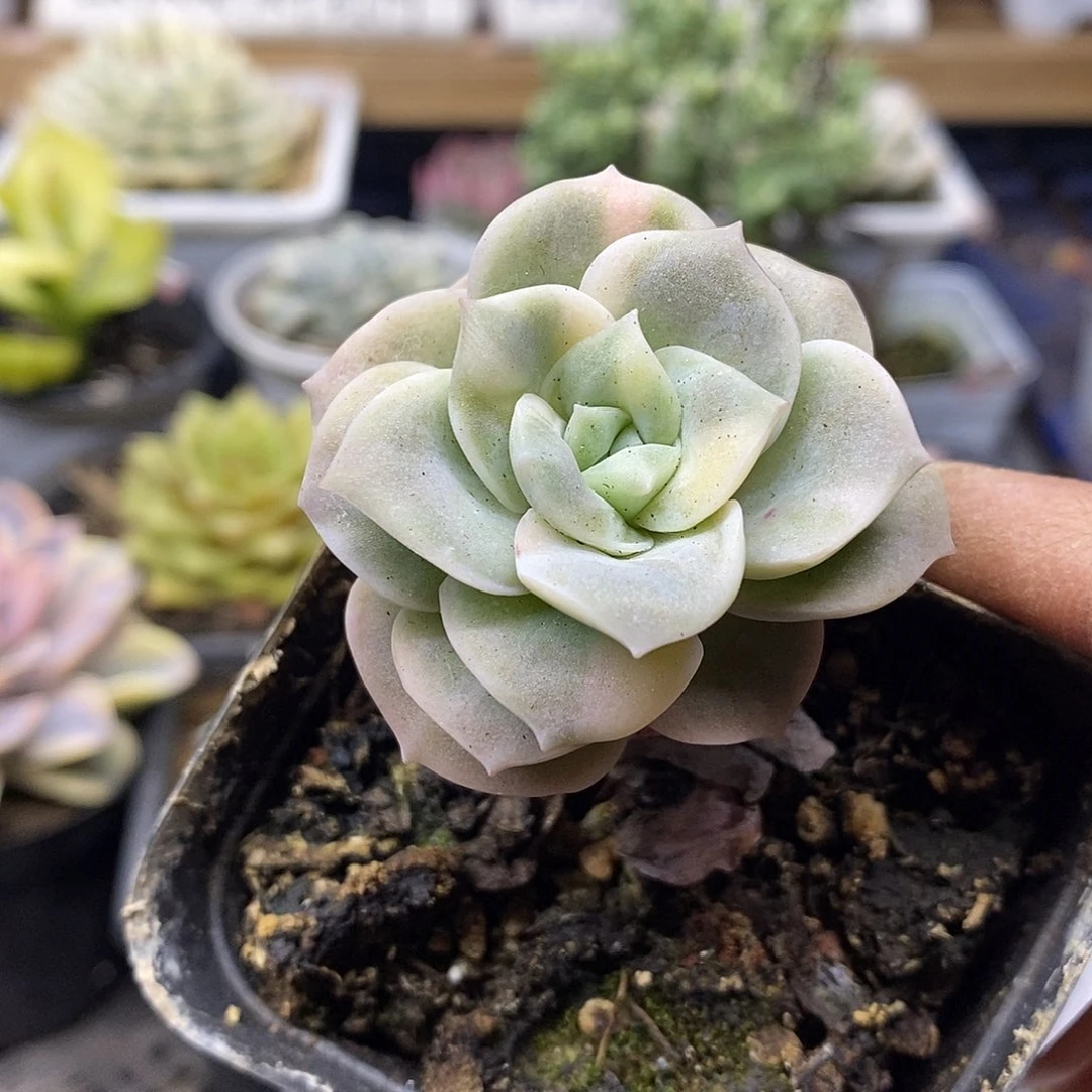 1756 可爱玫瑰花脸锦
