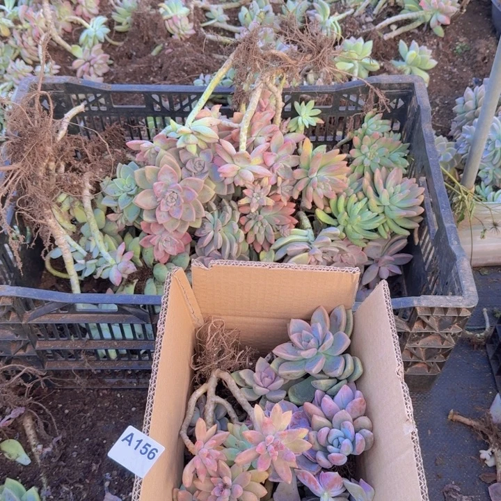 156满满一箱地栽混搭