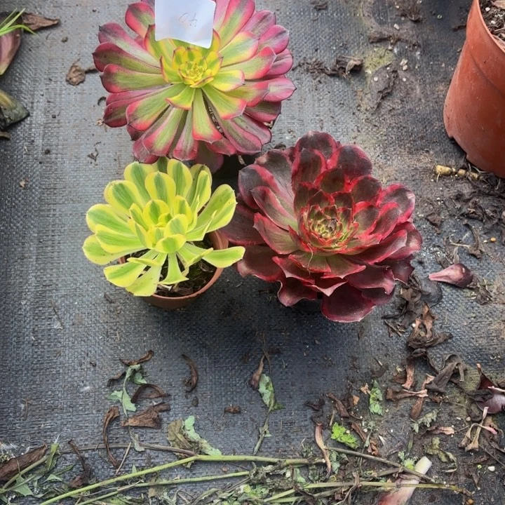 云南法师多肉组合3棵40