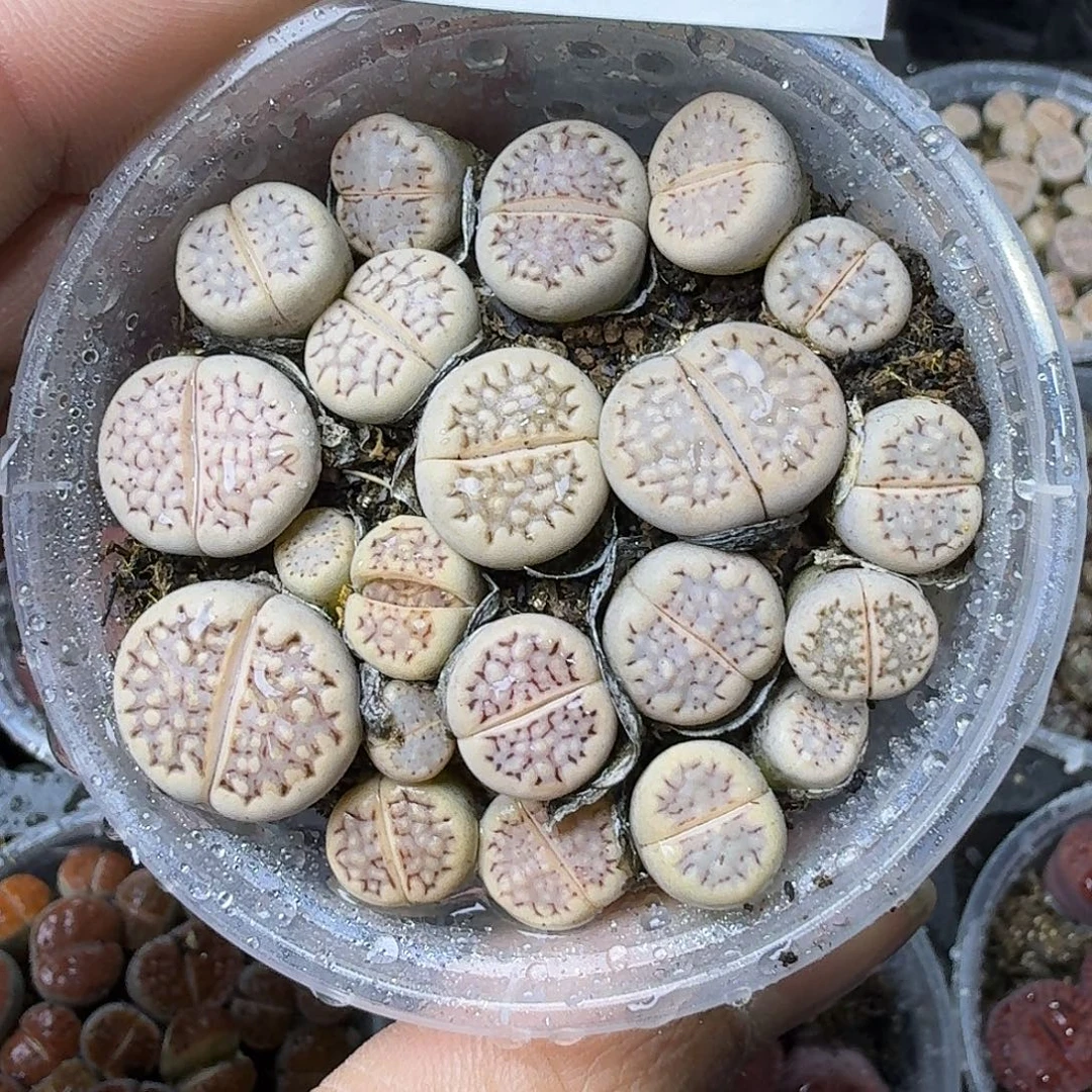 *****2273 哈哈哈哈哈哈哈哈